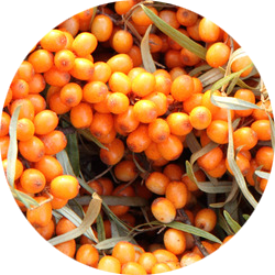 Sea Buckthorn