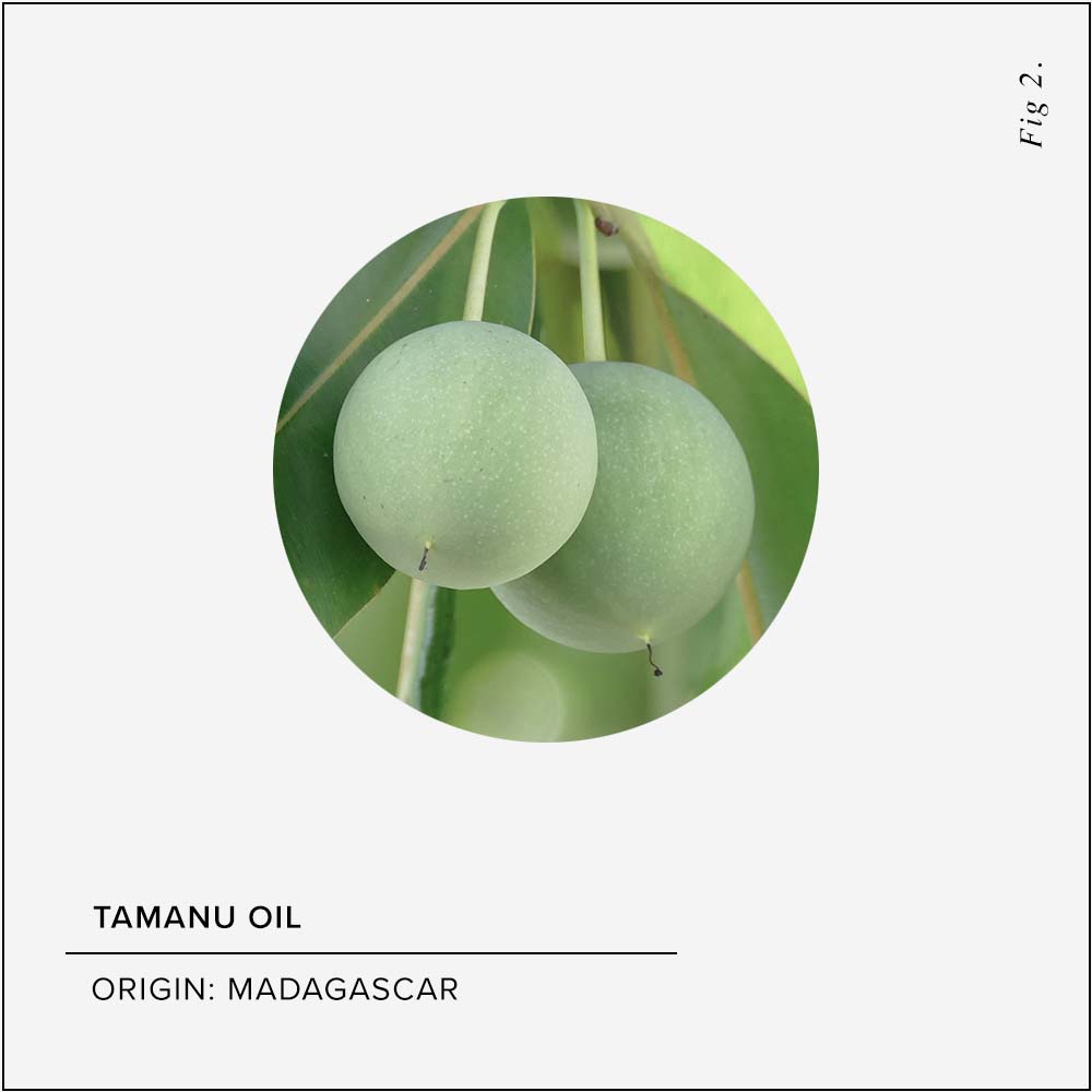 Tamanu Oil Skin Benefits