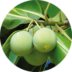 Tamanu