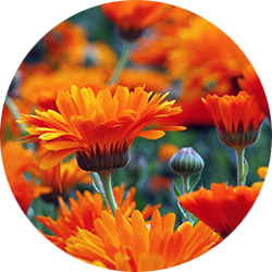 Calendula