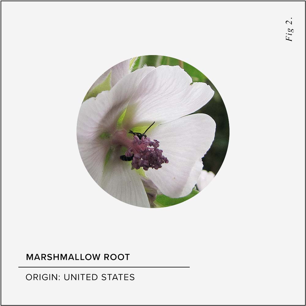 Marshmallow Root Skin Benefits