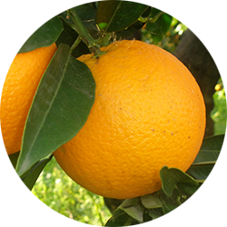 Oranges