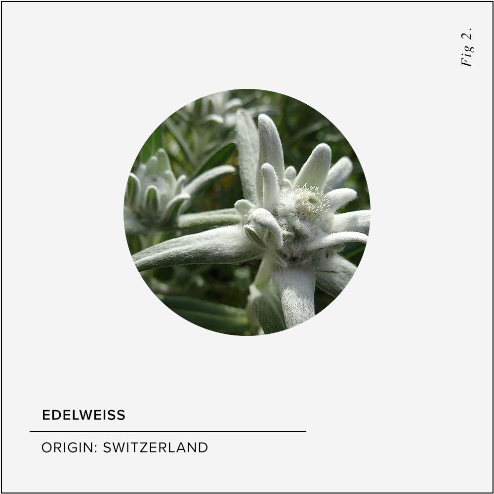 Edelweiss Skin Benefits