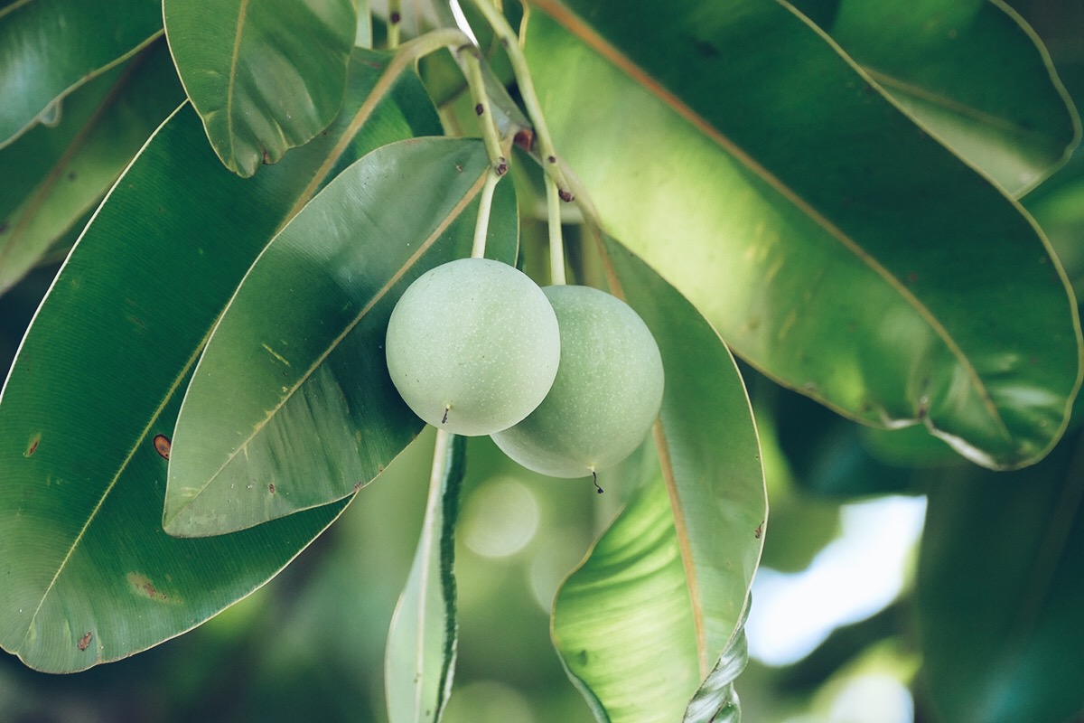 Tamanu Oil for Skin