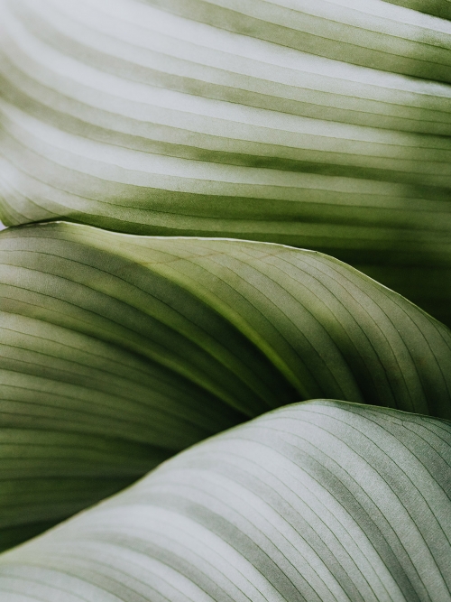 Our Fresh Ingredients & Unique Process | Root Science