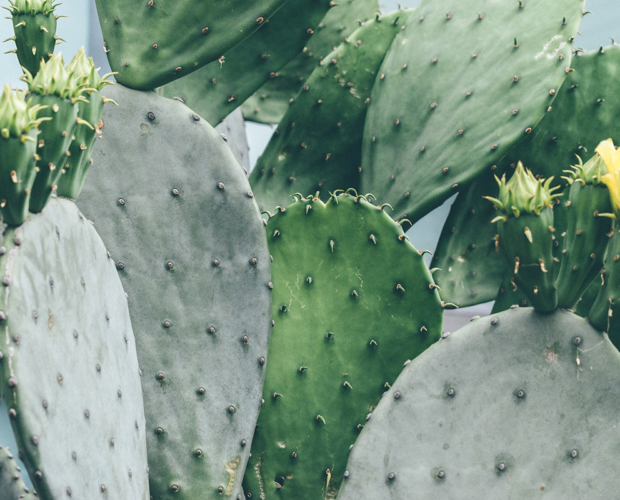 Prickly Pear Seed Oil For Skin