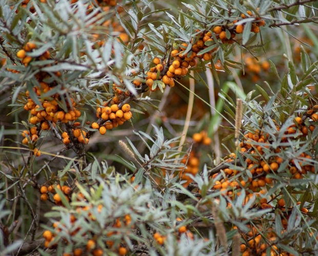 Sea Buckthorn Oil For Skin