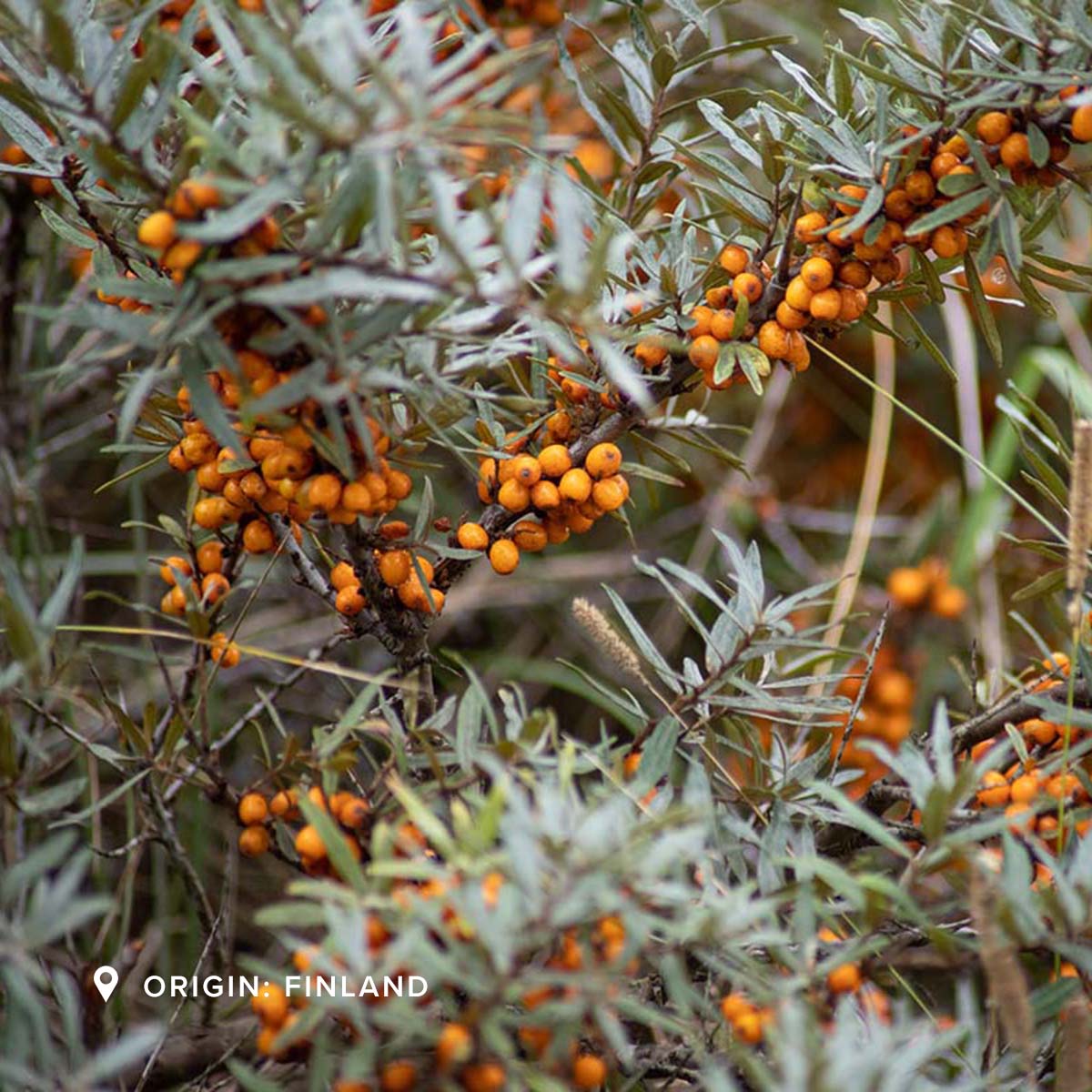 Sea Buckthorn for skin