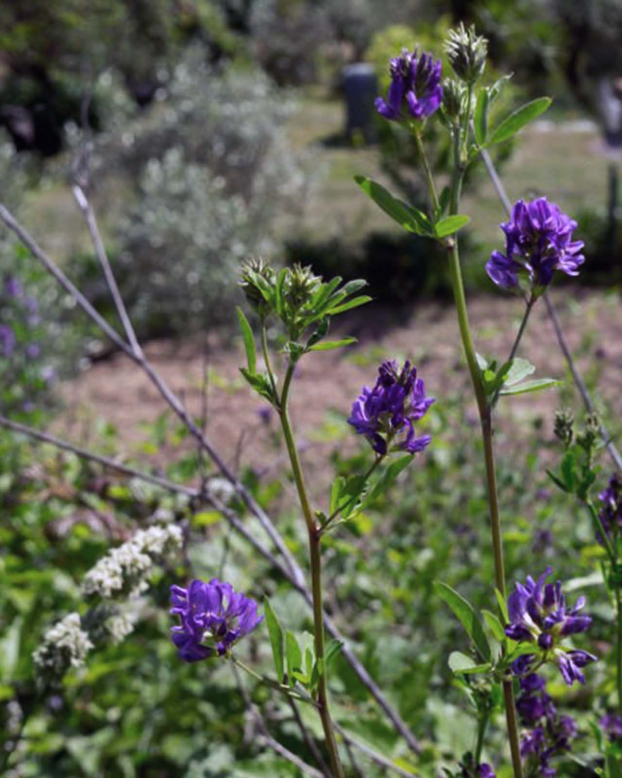 Bakuchoil for Signs of Aging