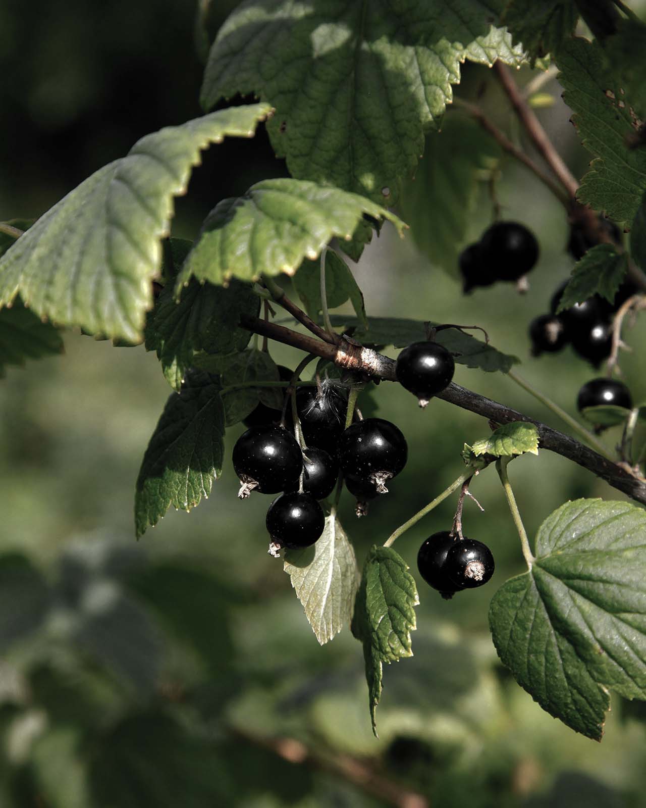 Black Currant Oil for Signs of Aging