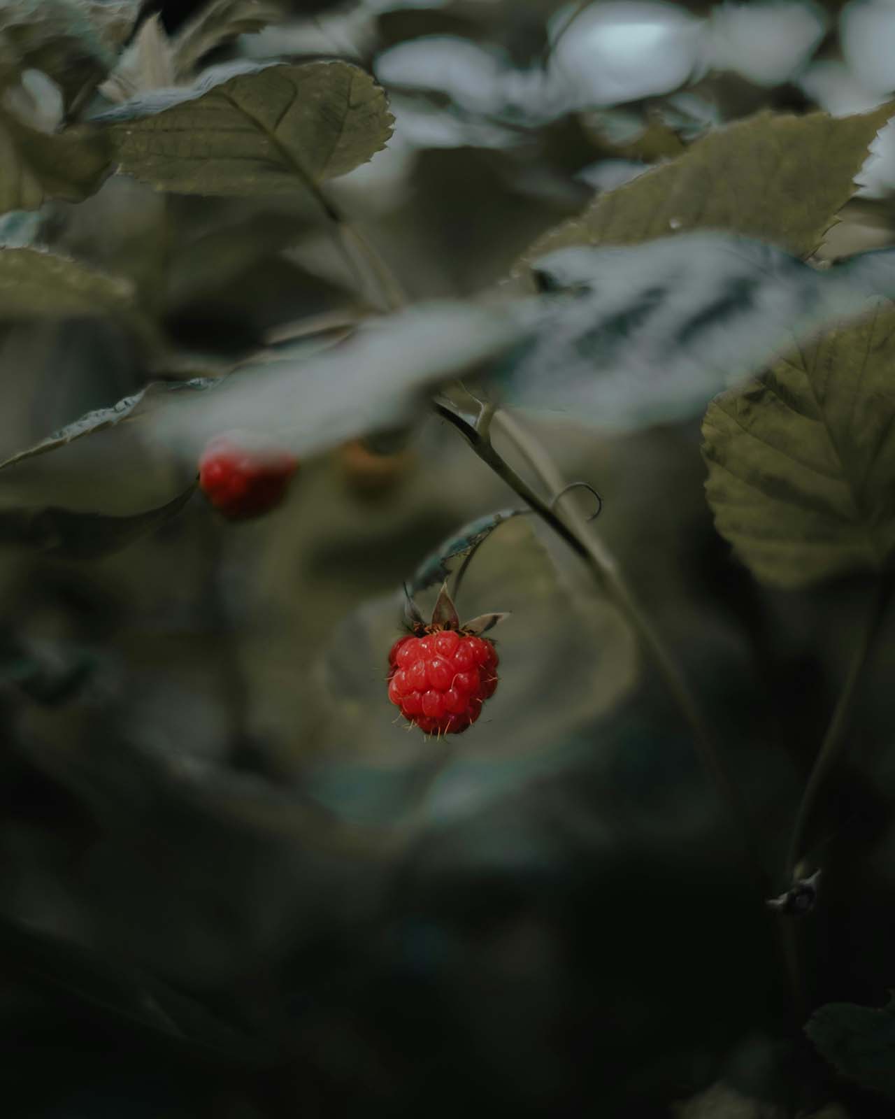 Raspberry Oil for Signs of Aging