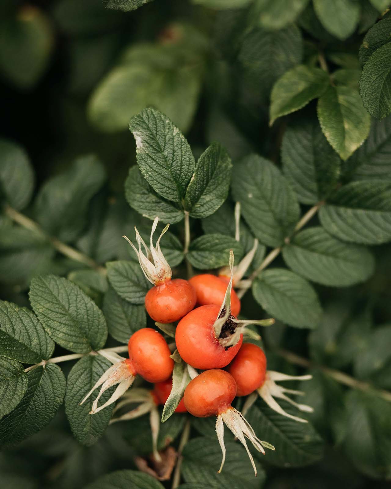 Rosehip Oil for Signs of Aging