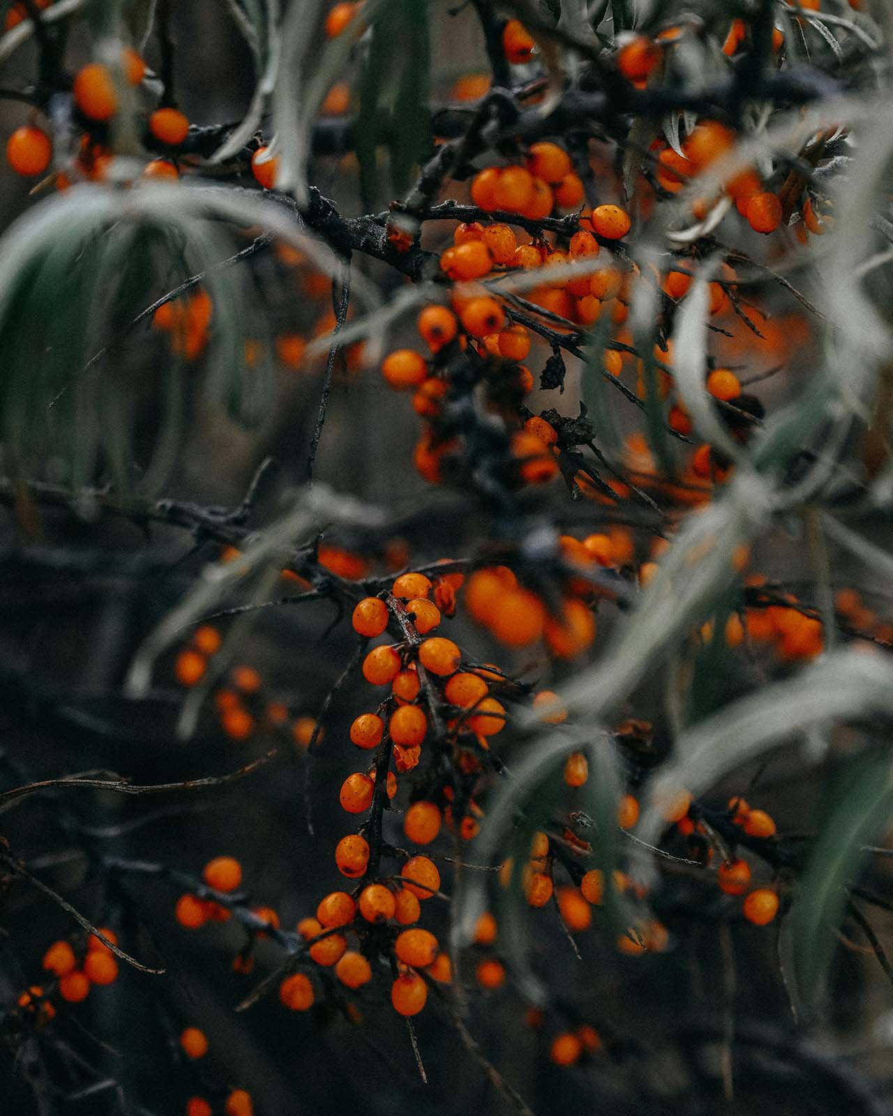 Sea Buckthorn Oil for Signs of Aging