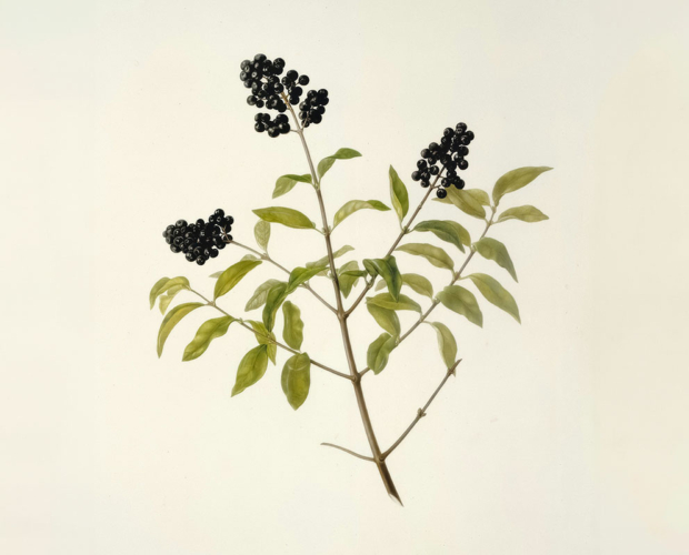 Polyphenols For Skin Benefits